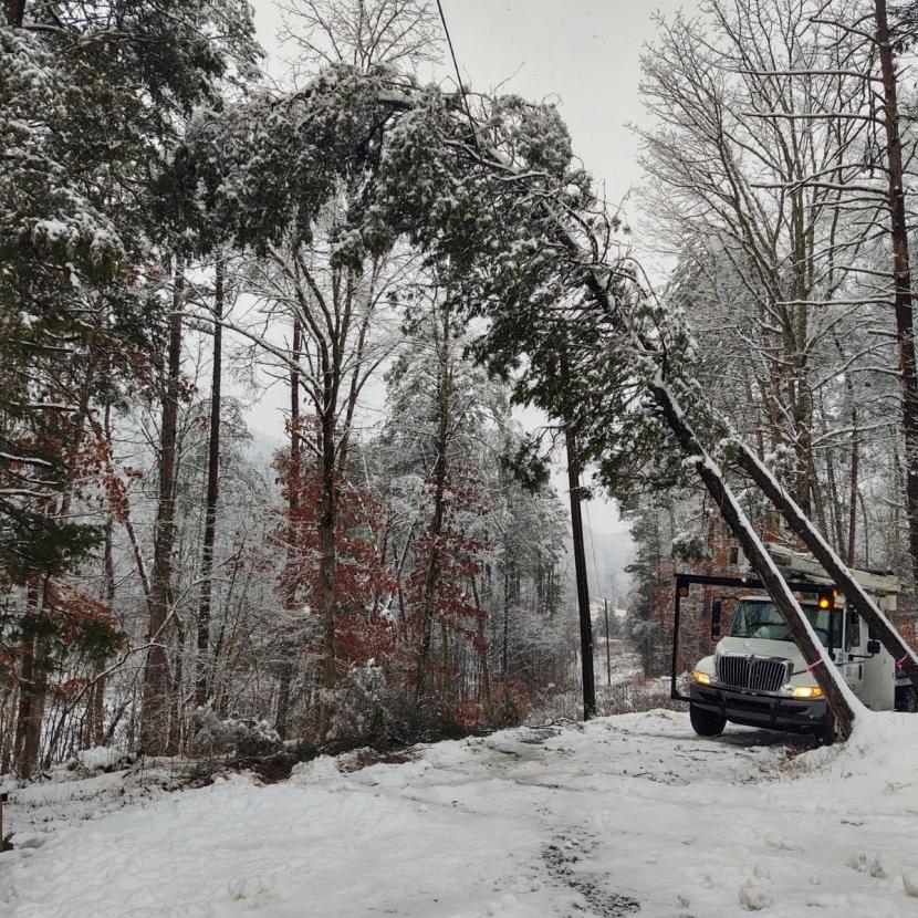 truck under tree